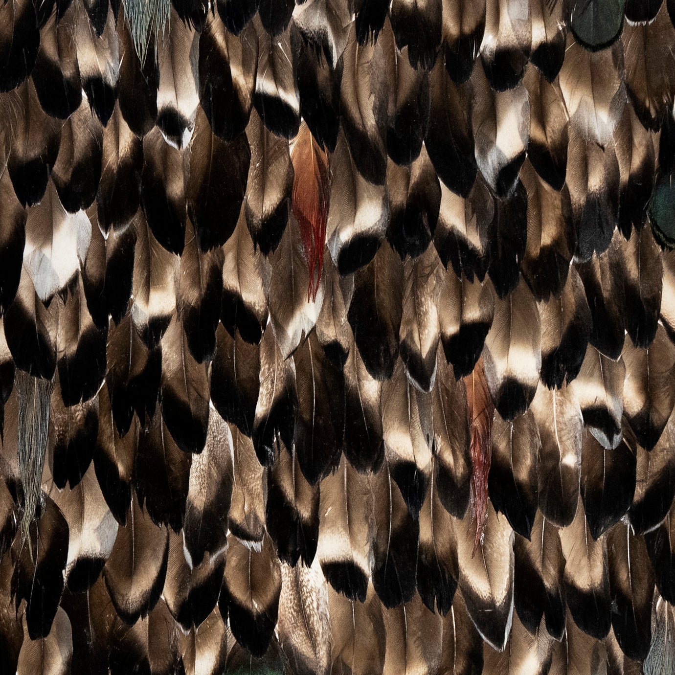 Folie Feathers, Cocolea, , ,