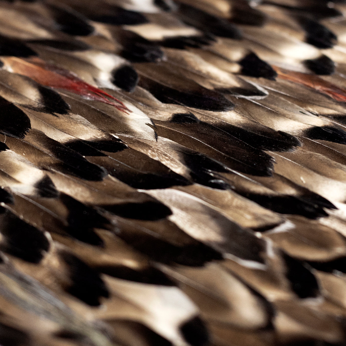 Folie Feathers, Cocolea, , ,