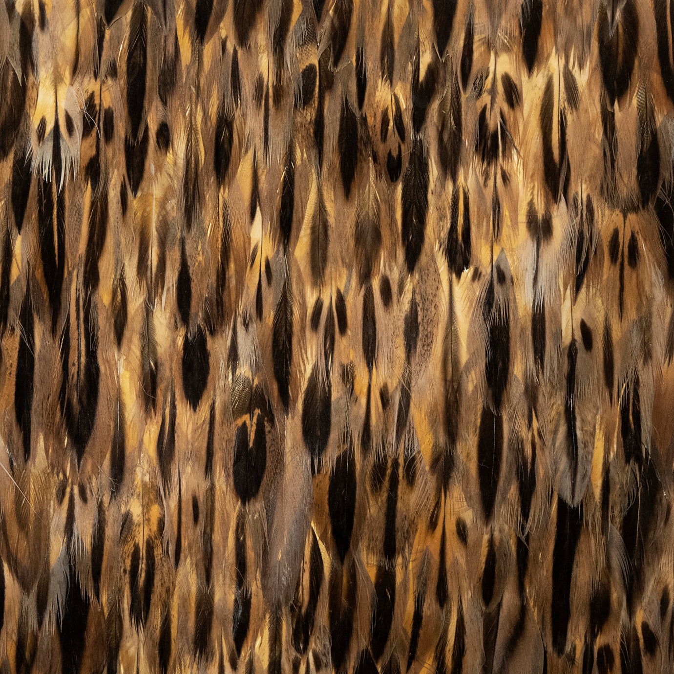 Golden Feathers, Cocolea, , ,