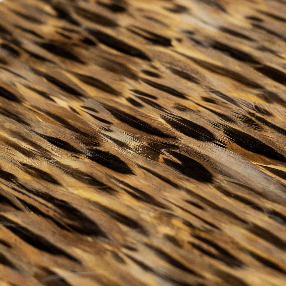Golden Feathers, Cocolea, , ,