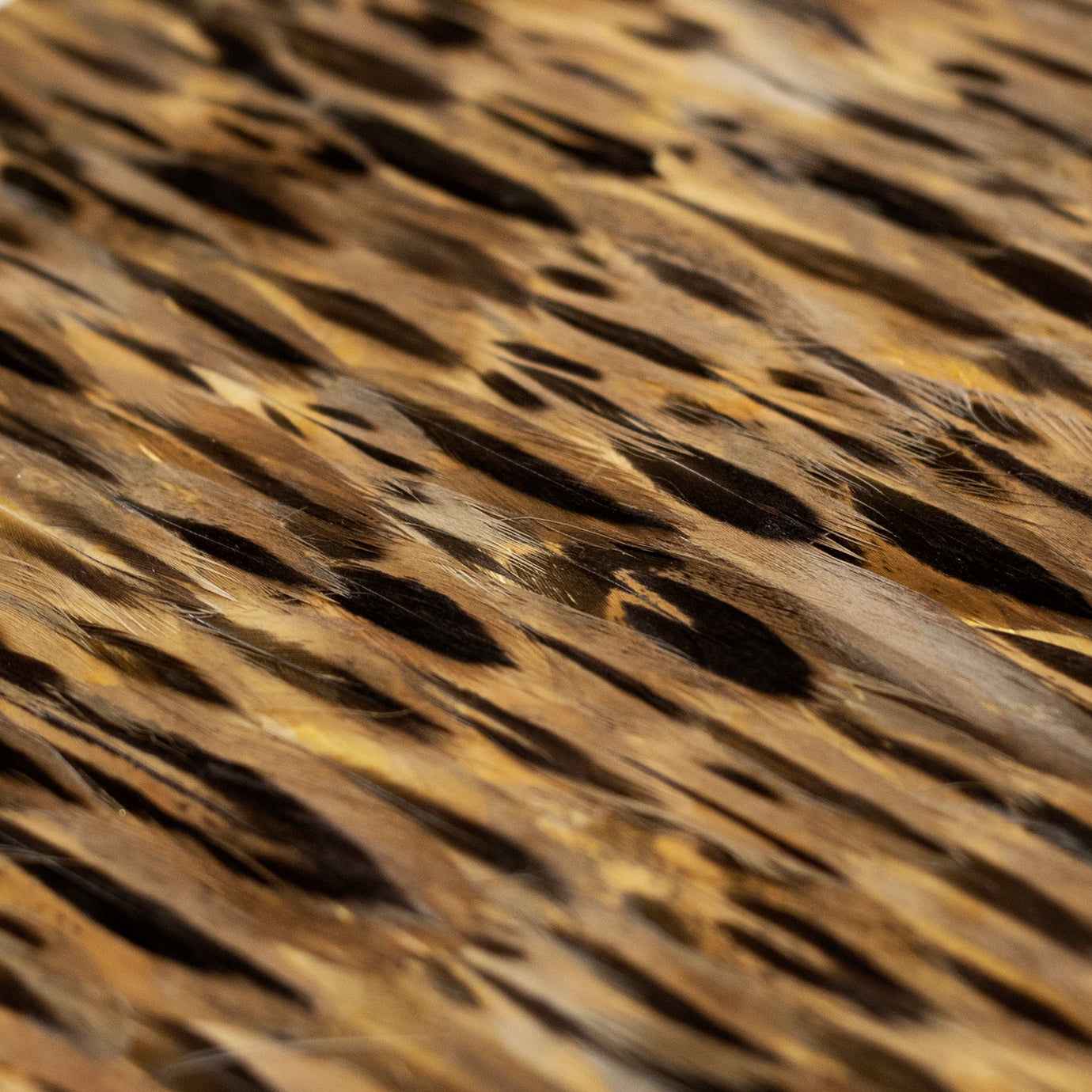 Golden Feathers, Cocolea, , ,