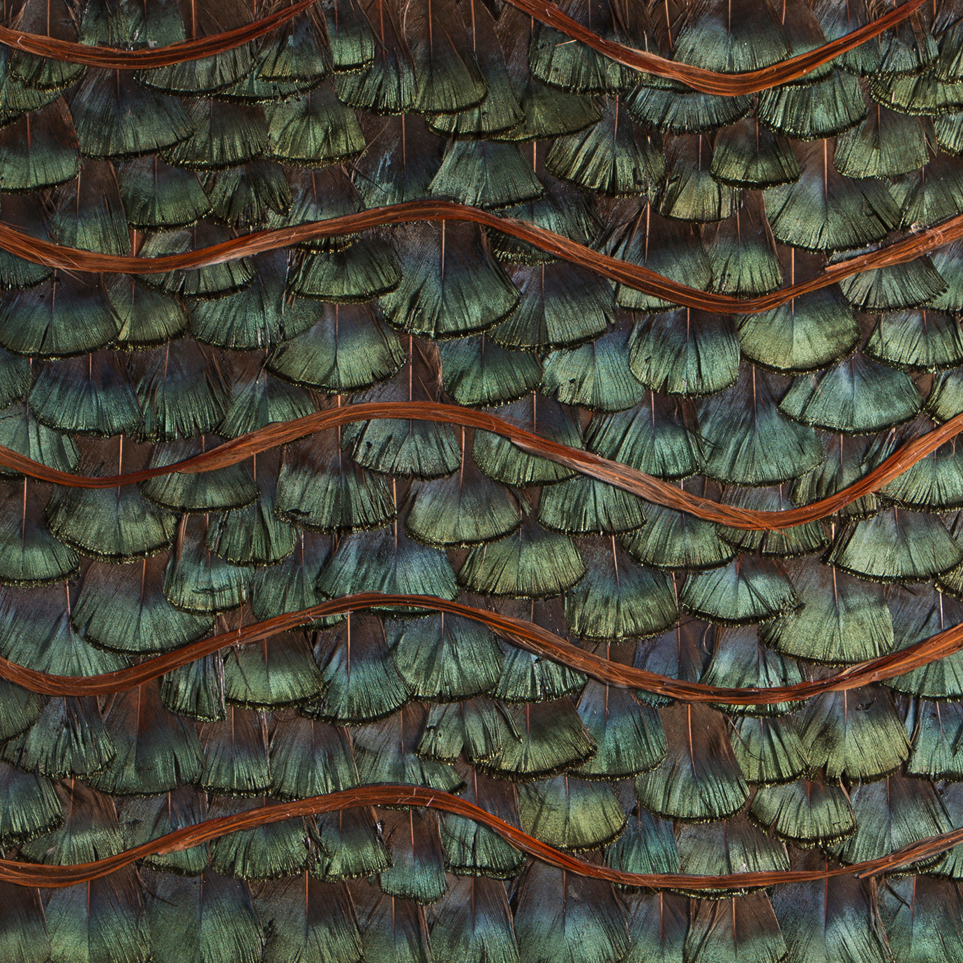 Peacock Organic Feathers, Cocolea, , ,