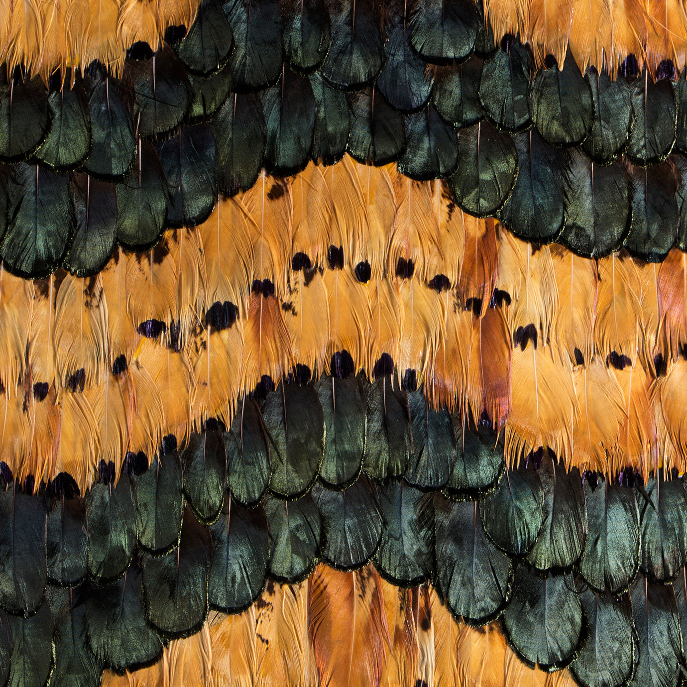 Peacock and Pheasant Caramel Feathers, Cocolea, , ,
