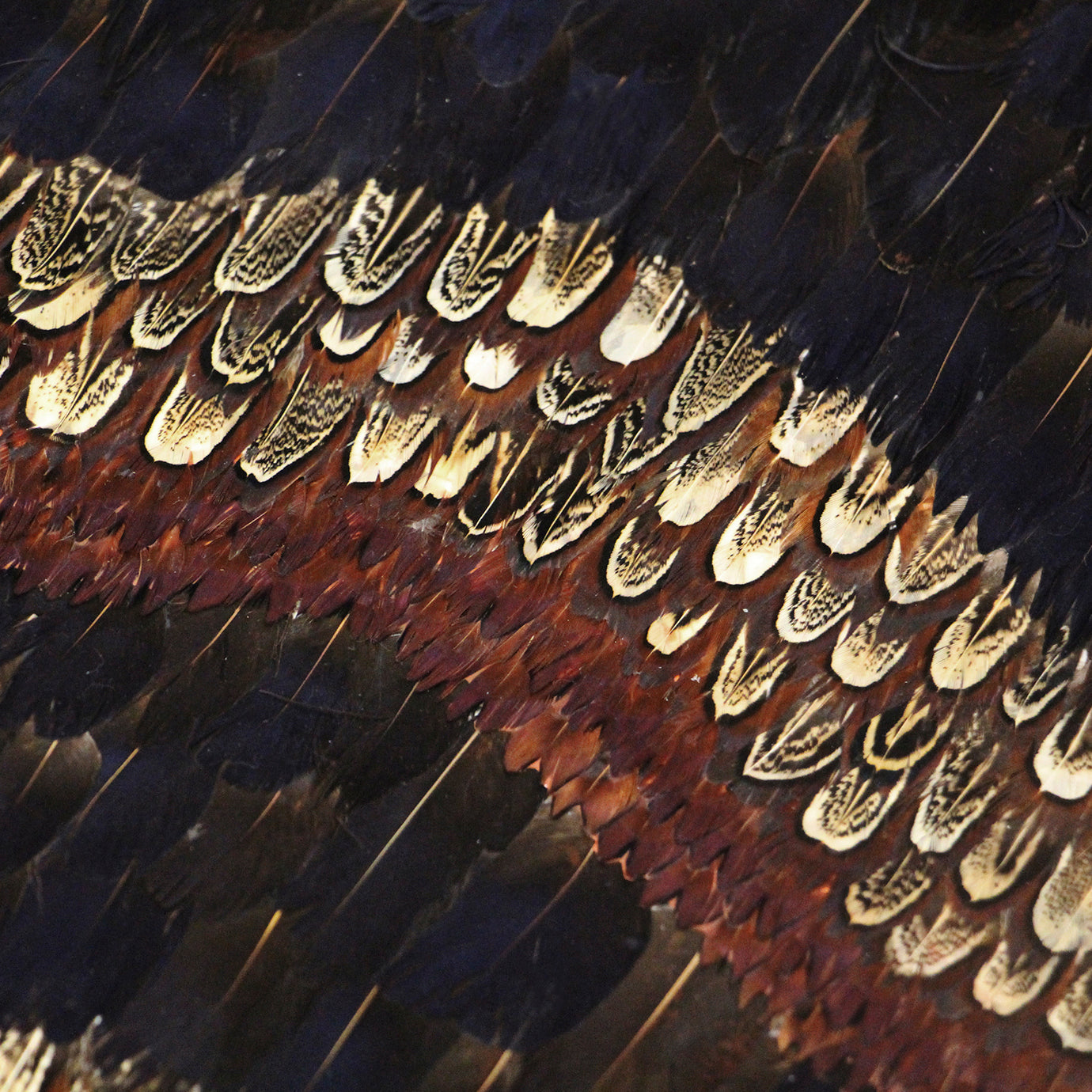 Peacock and Pheasant Purple Feather, Cocolea, , ,