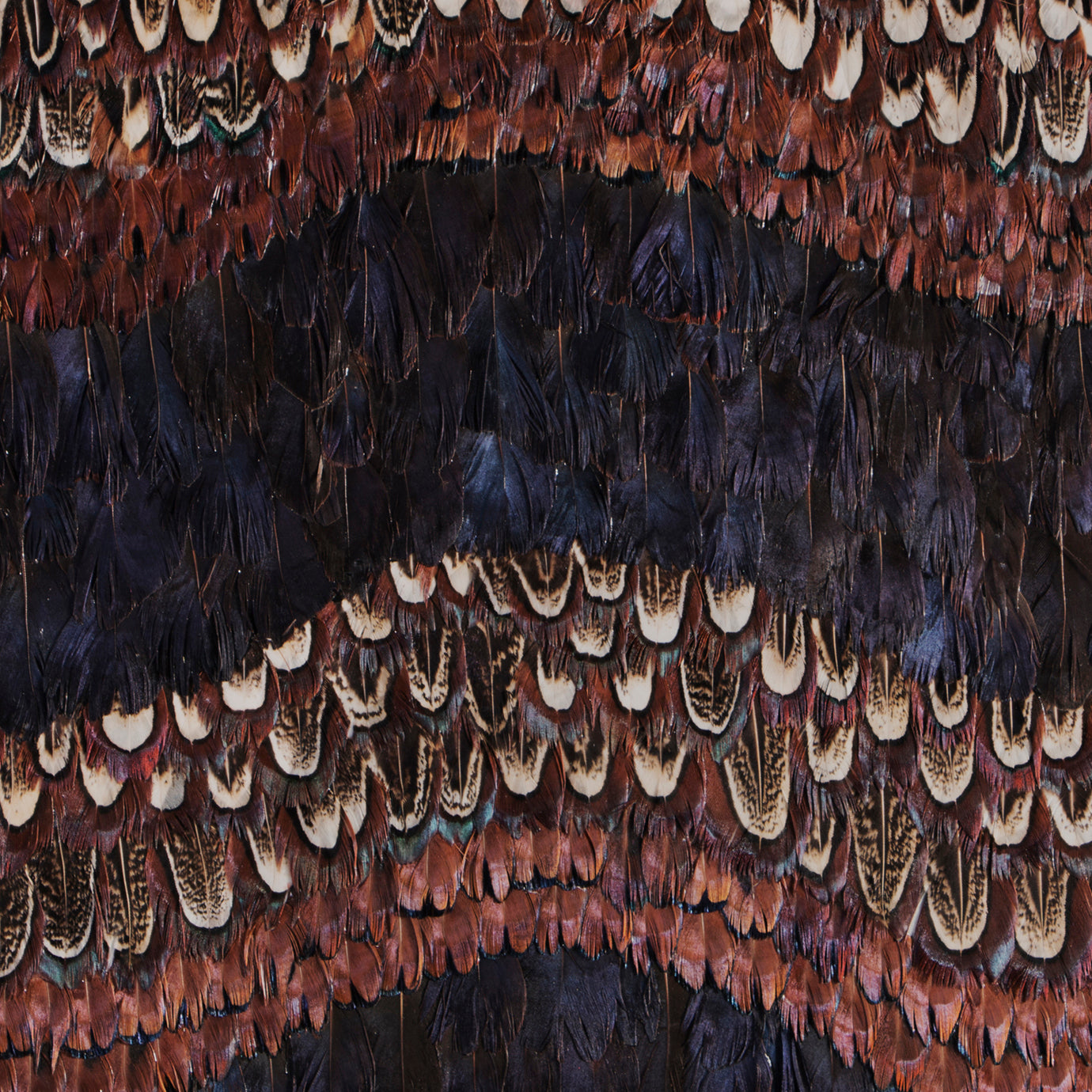 Peacock and Pheasant Purple Feather, Cocolea, , ,