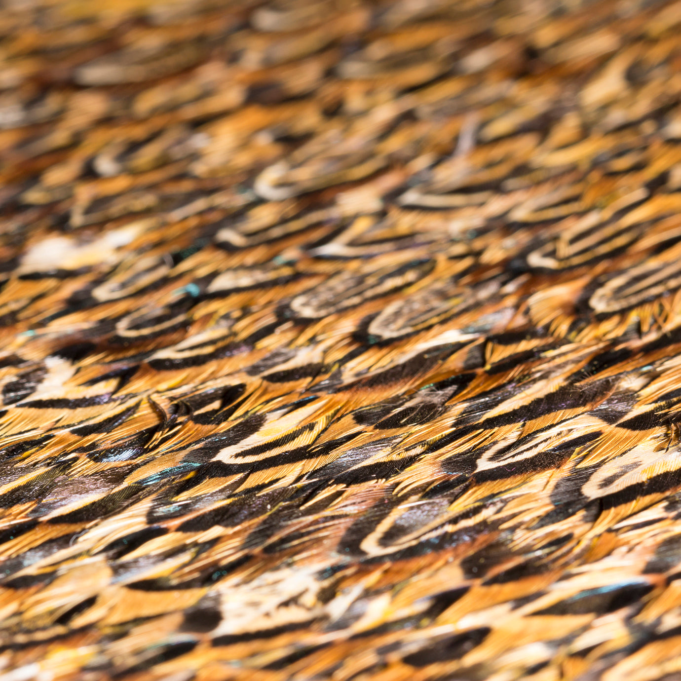 Quail Feathers, Cocolea, , ,