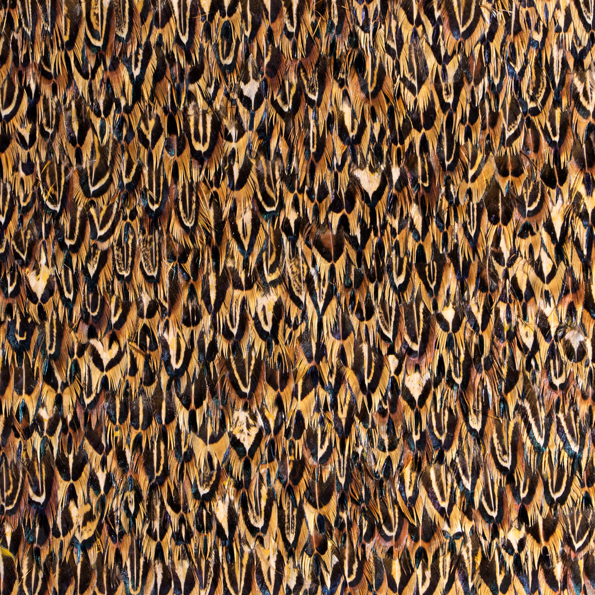 Quail Feathers, Cocolea, , ,