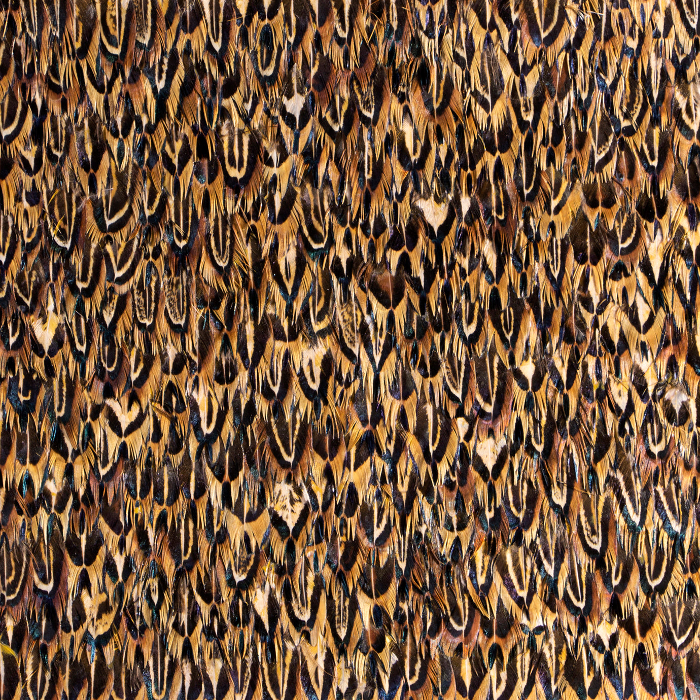 Quail Feathers, Cocolea, , ,