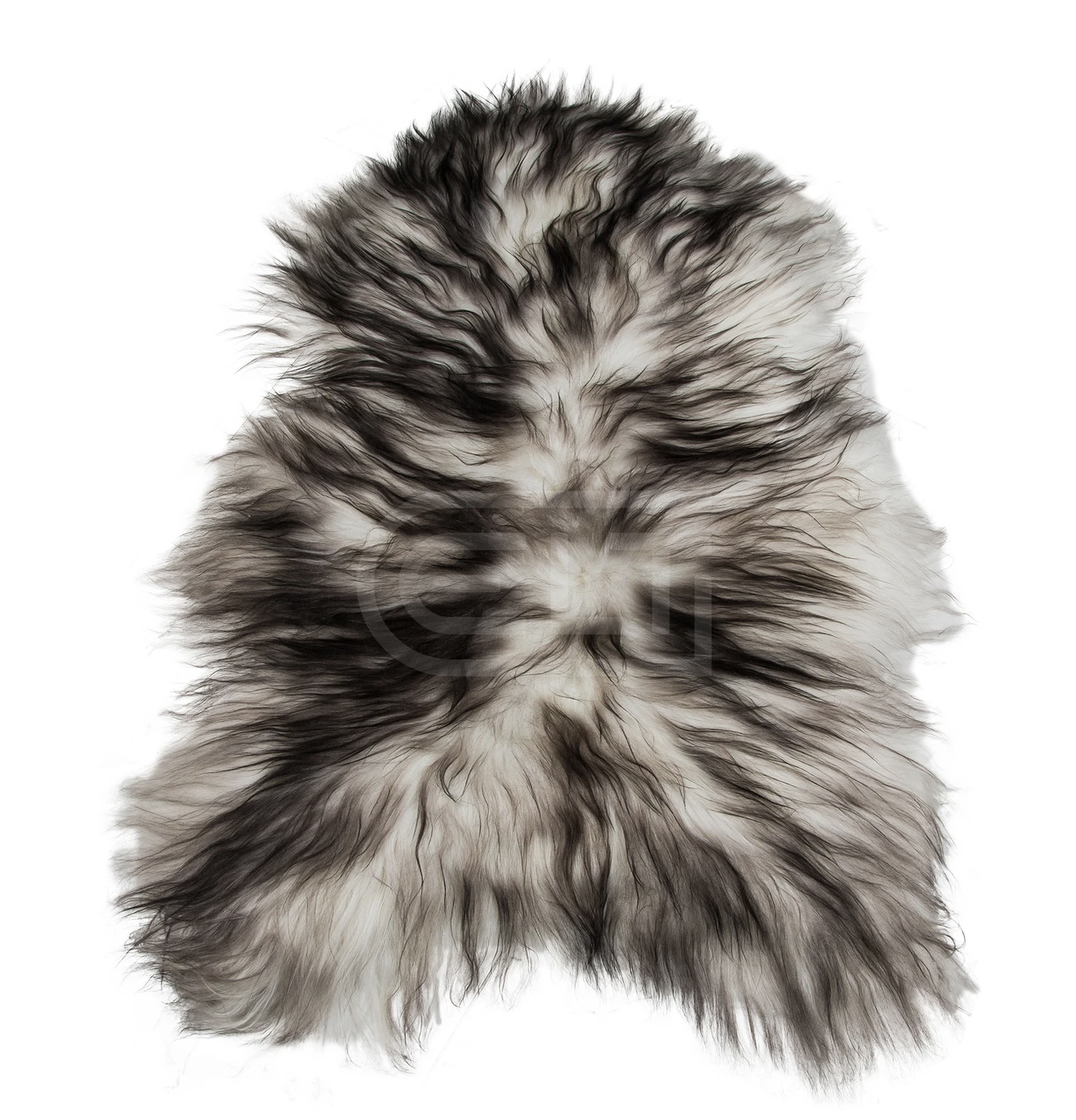 ASH ICELANDIC SHEEP, Cocolea, , ,