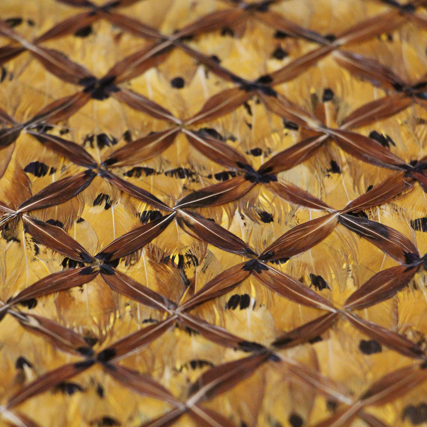 Tiger Feathers, Cocolea, , ,