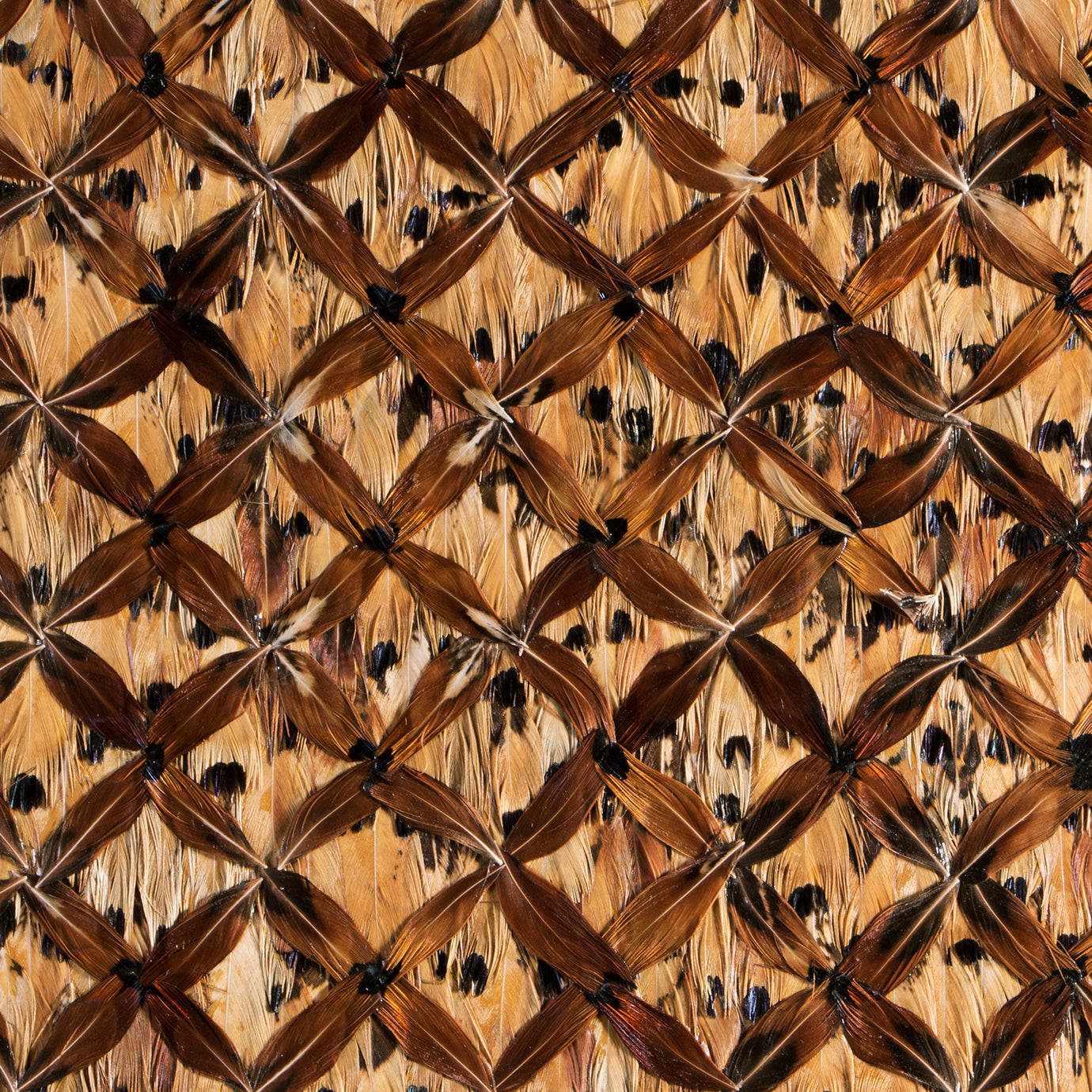 Tiger Feathers, Cocolea, , ,