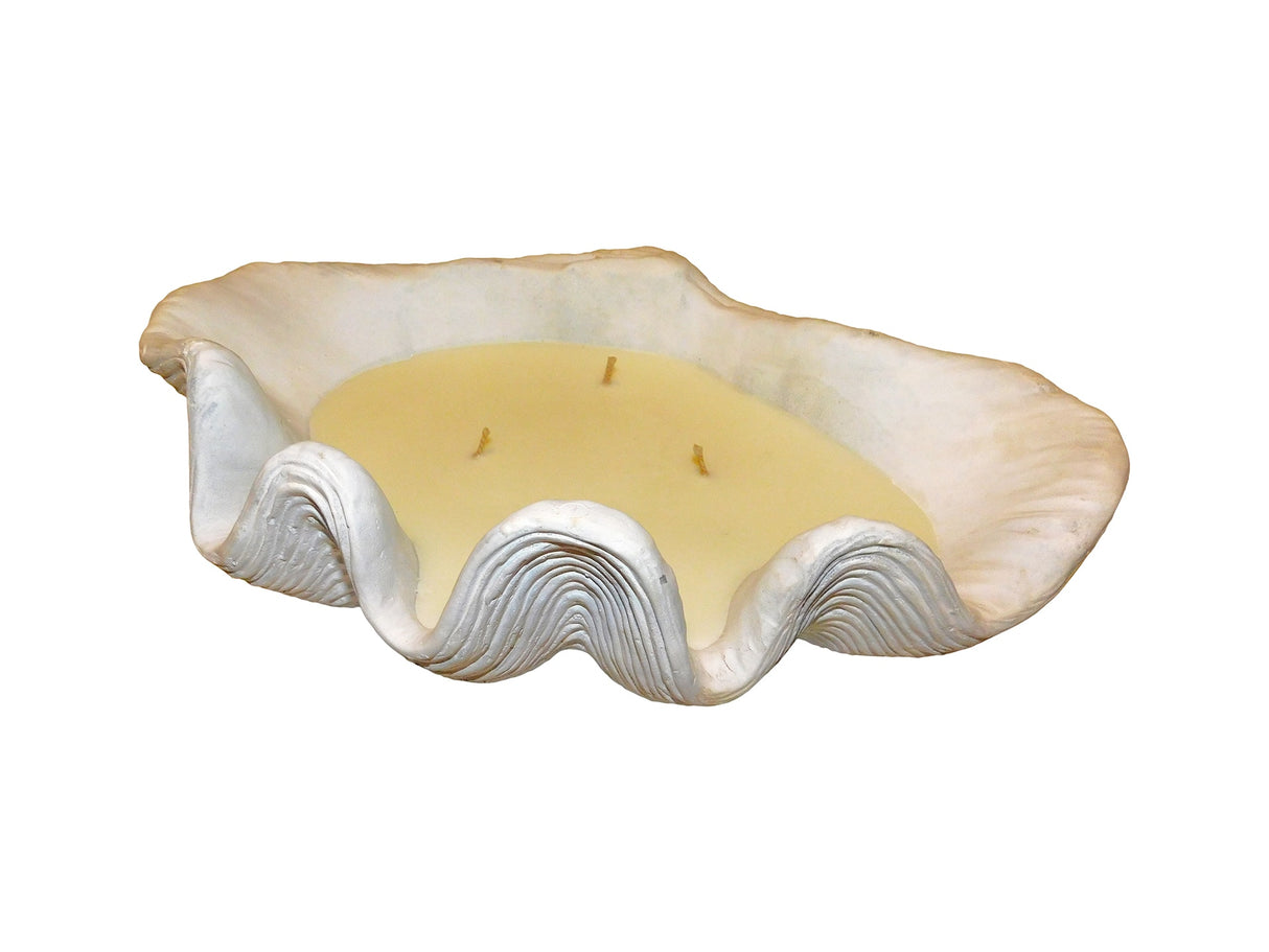 Candle Clam, Cocolea, , ,
