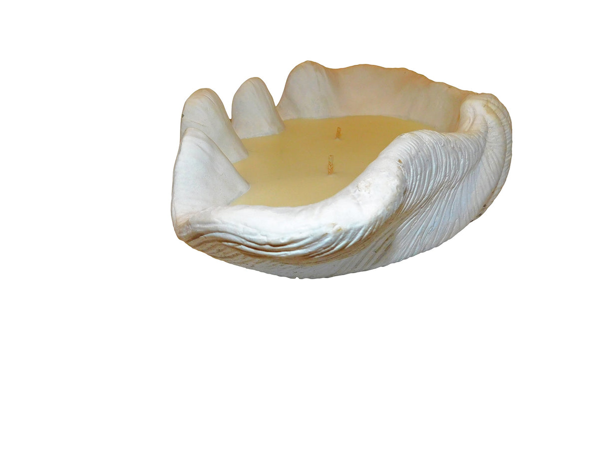 Candle Clam, Cocolea, , ,
