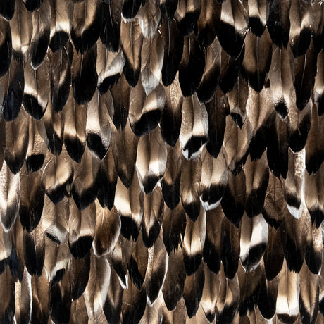 Black Smoke Feathers, Cocolea, , ,