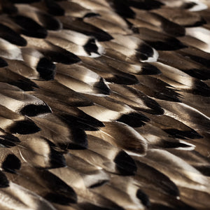 Black Smoke Feathers, Cocolea, , ,