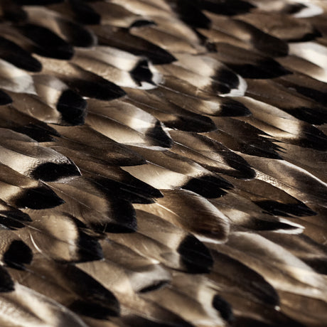 Black Smoke Feathers, Cocolea, , ,