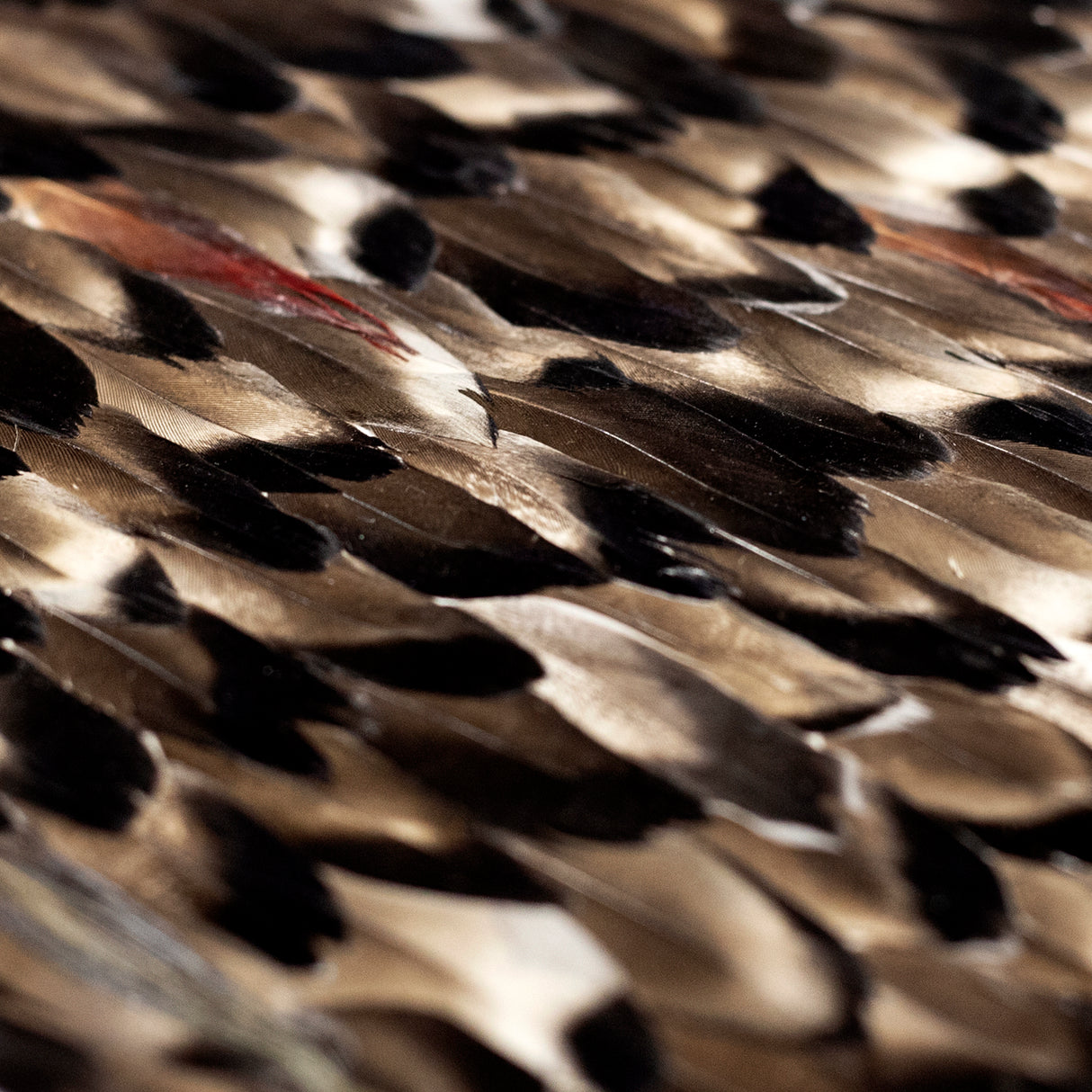 Folie Feathers, Cocolea, , ,