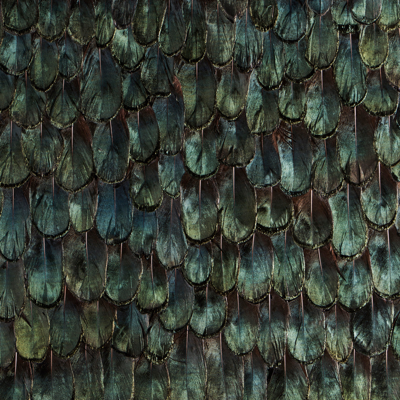 Iridiscent Peacock Feathers, Cocolea, , ,