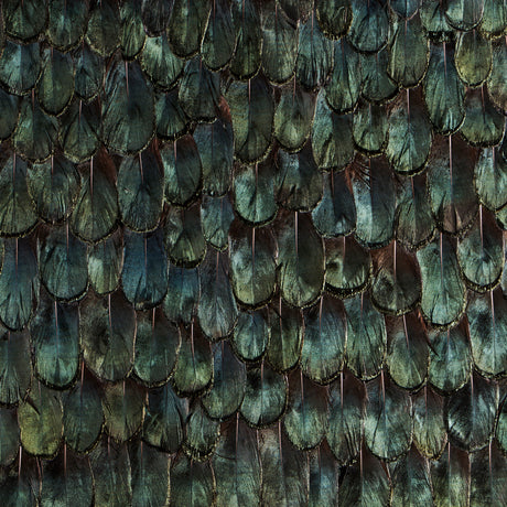 Iridiscent Peacock Feathers, Cocolea, , ,