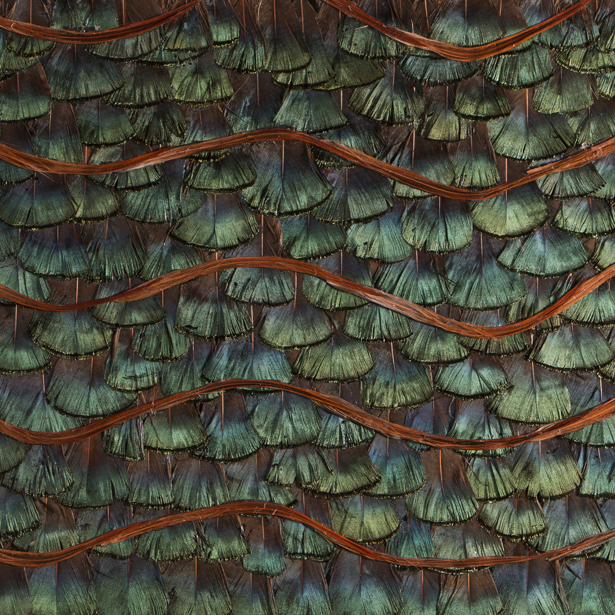 Peacock Organic Feathers, Cocolea, , ,