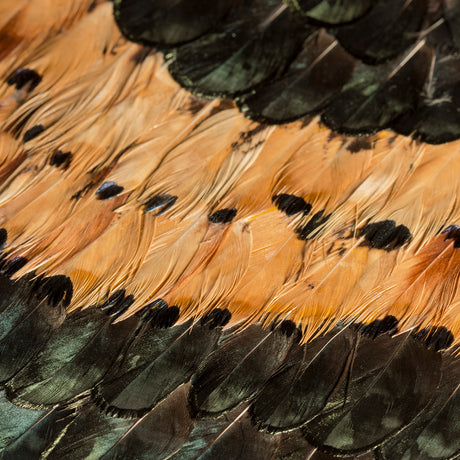Peacock and Pheasant Caramel Feathers, Cocolea, , ,