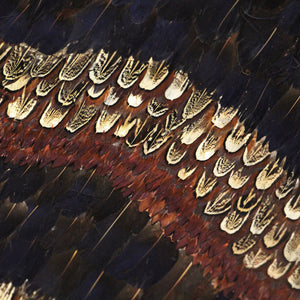 Peacock and Pheasant Purple Feather, Cocolea, , ,
