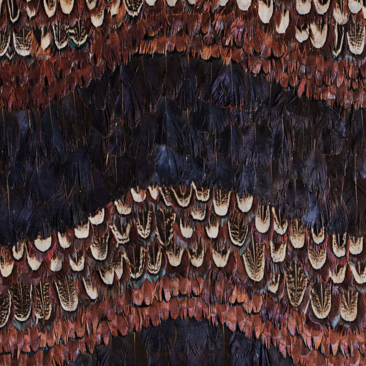 Peacock and Pheasant Purple Feather, Cocolea, , ,