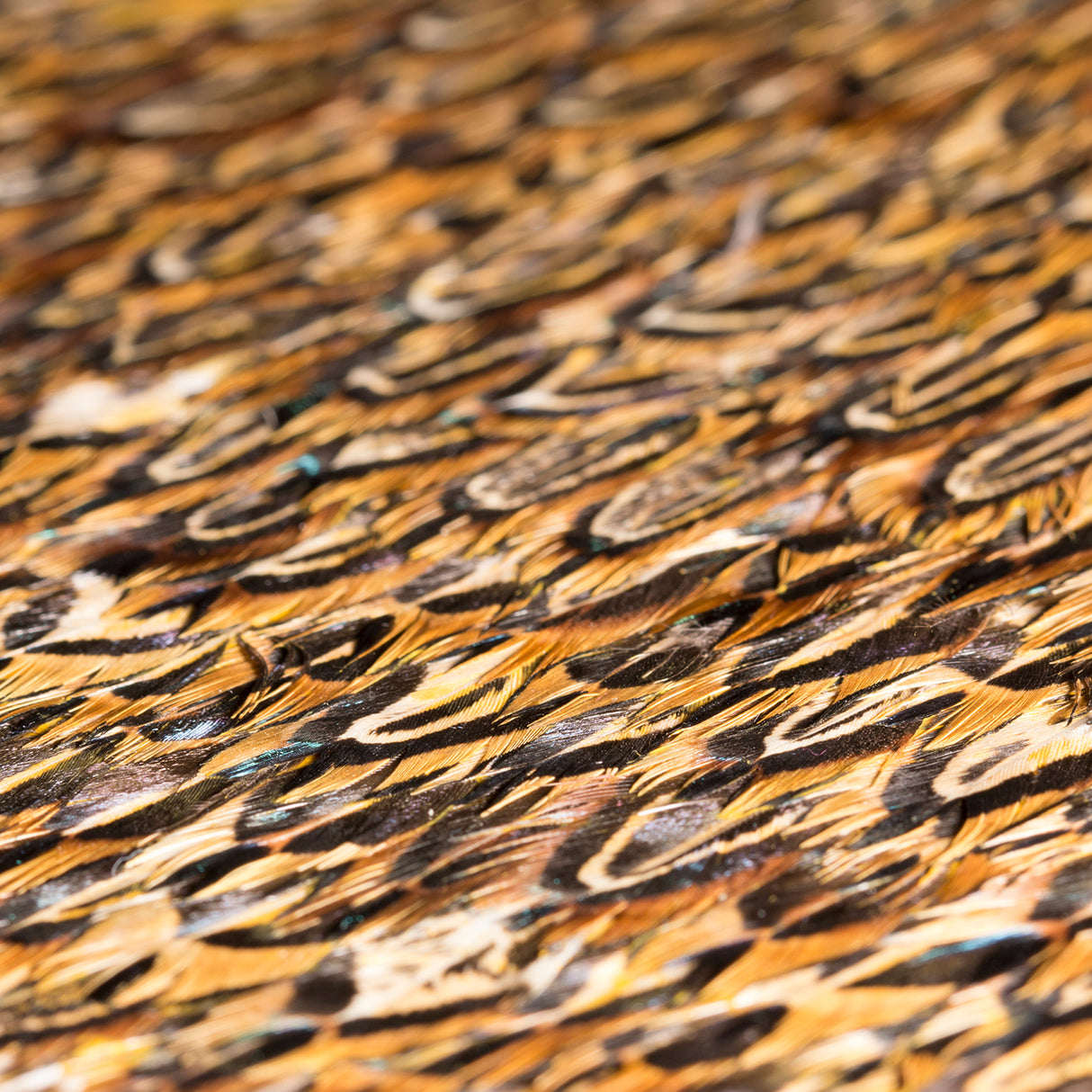 Quail Feathers, Cocolea, , ,