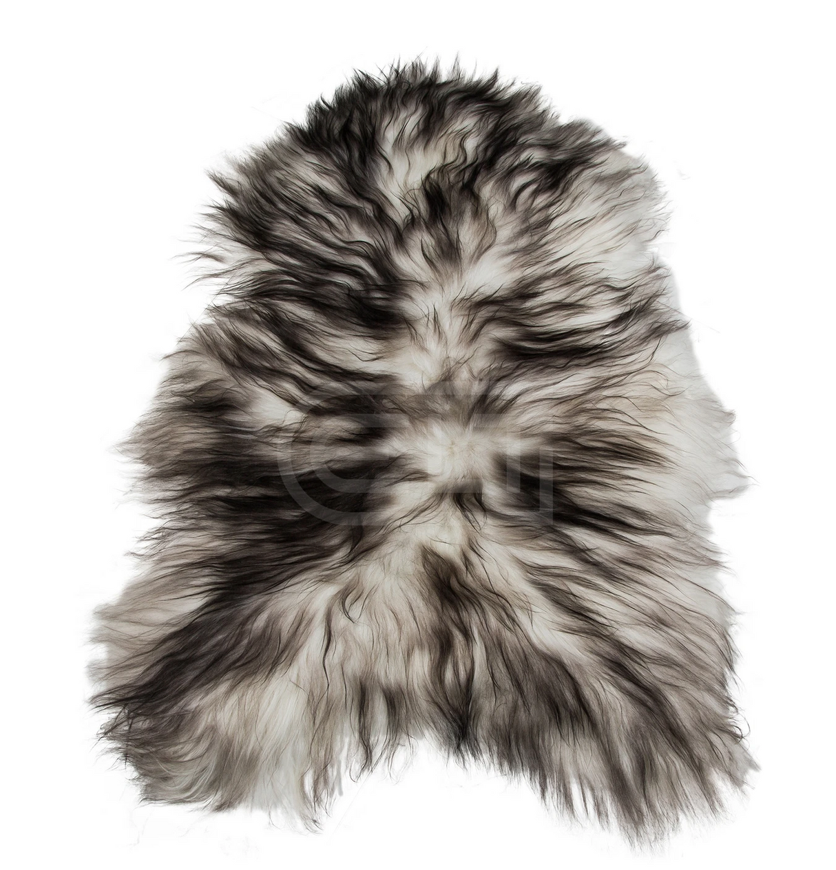 ASH ICELANDIC SHEEP, Cocolea, , ,