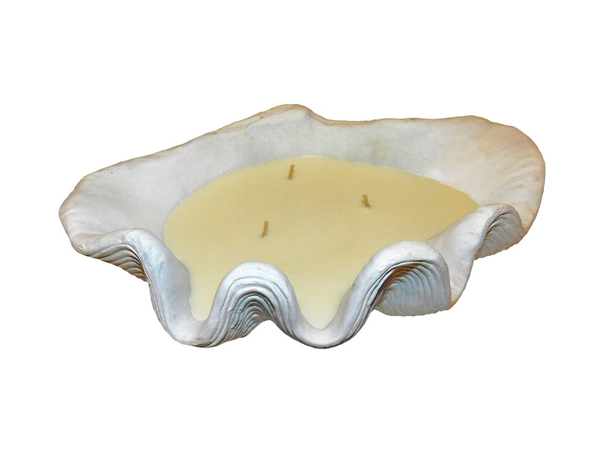 Candle Clam, Cocolea, , ,
