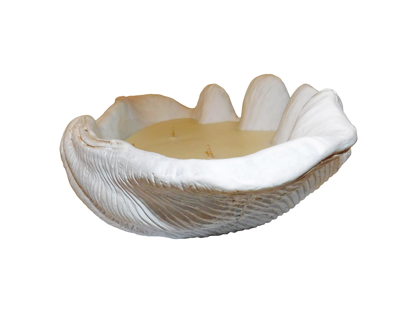 Candle Clam