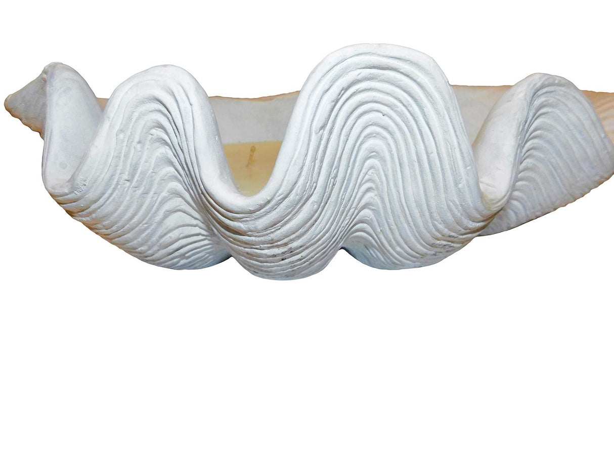 Candle Clam, Cocolea, , ,