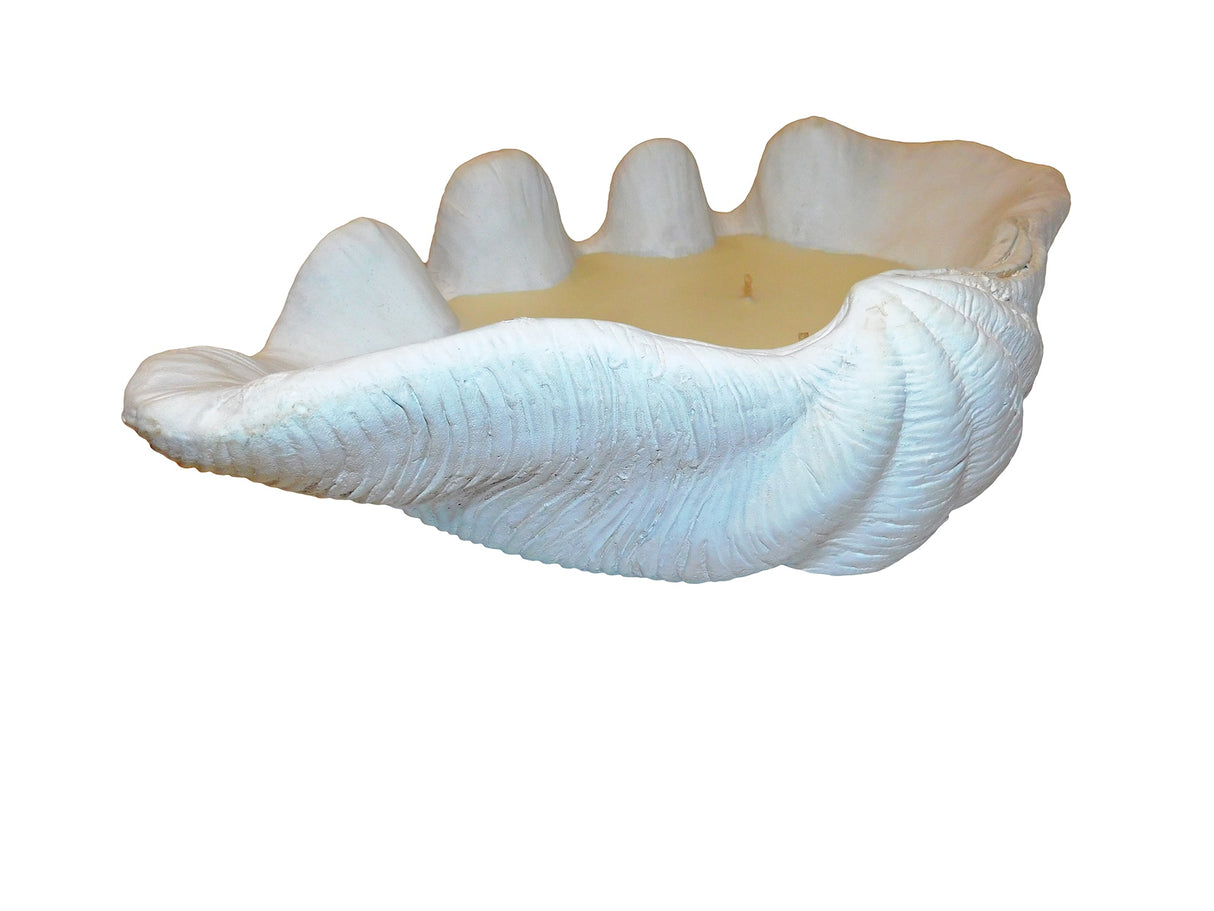 Candle Clam, Cocolea, , ,