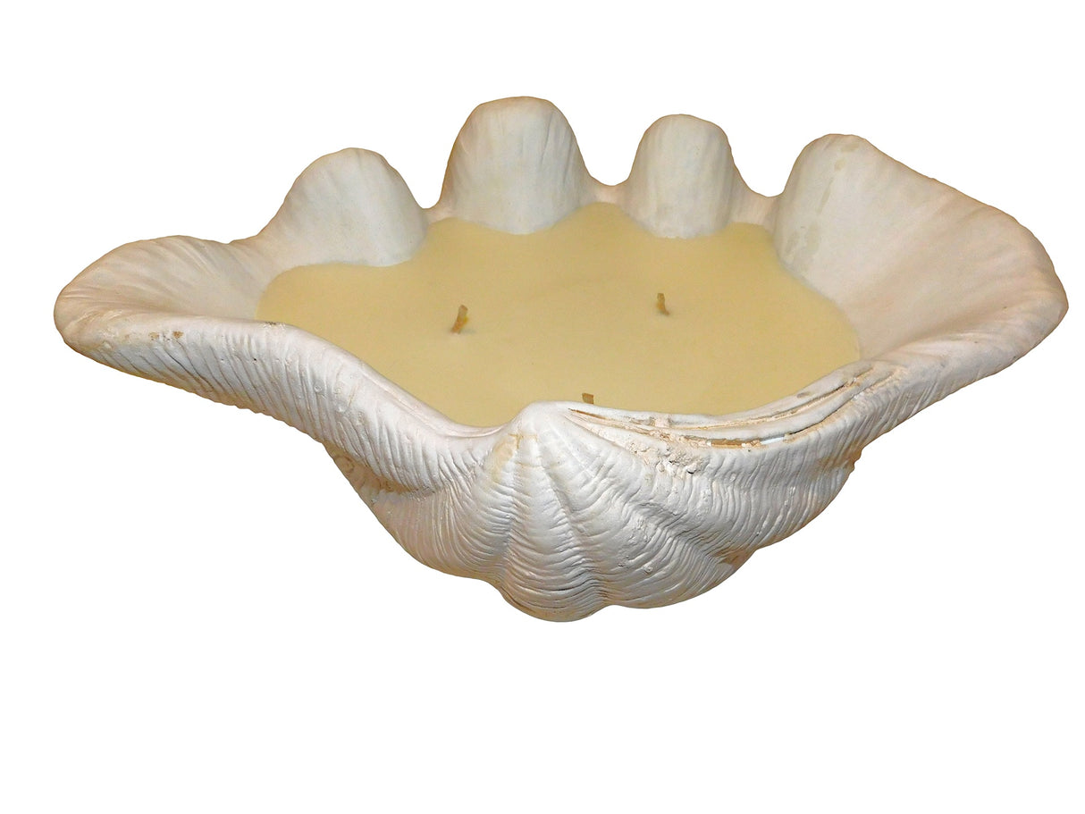 Candle Clam, Cocolea, , ,